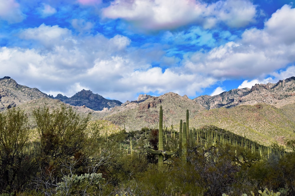 a view of a mountain range with a cactus in the foreground
