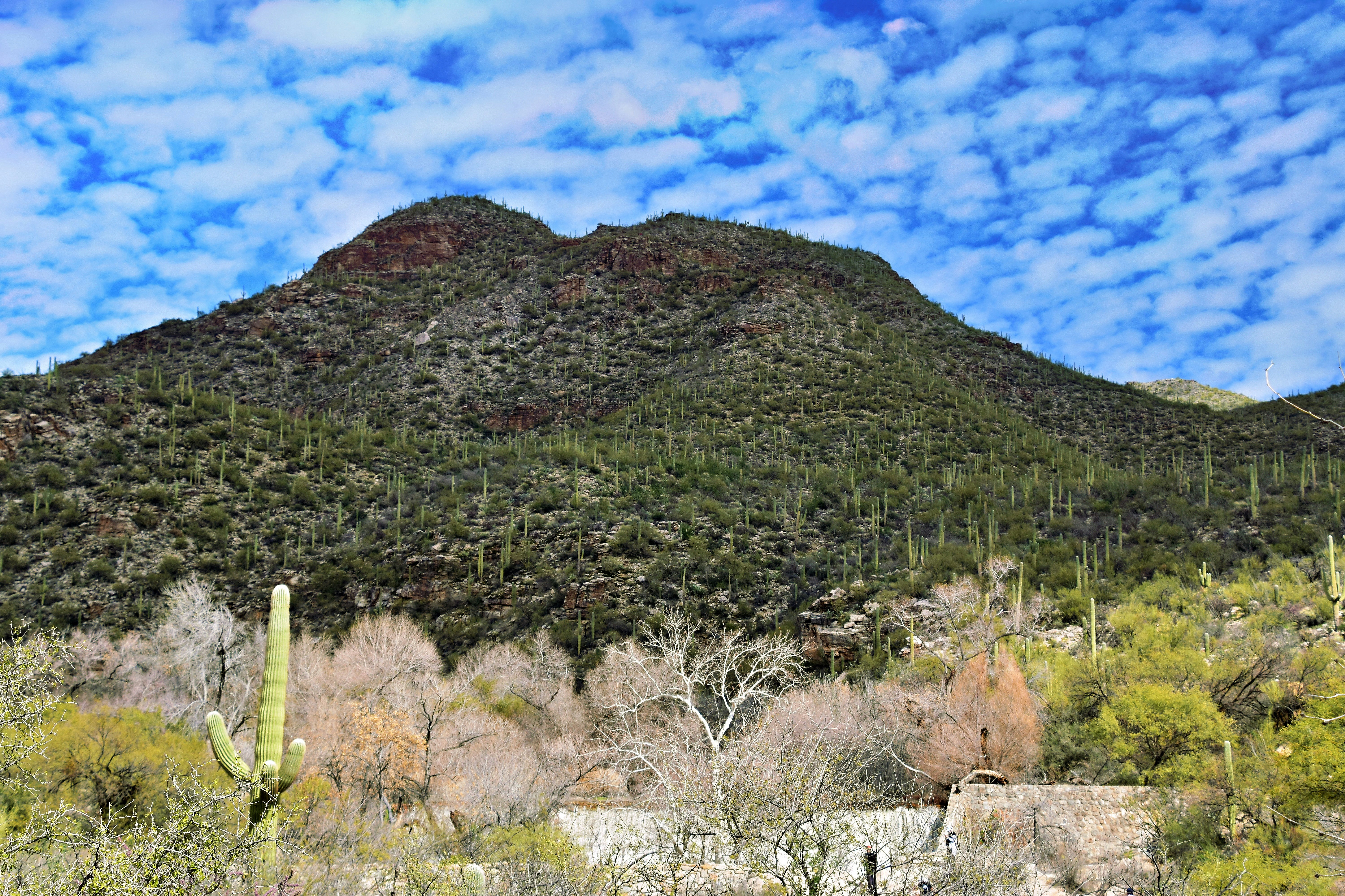 SNAKES & LATTES - Tucson