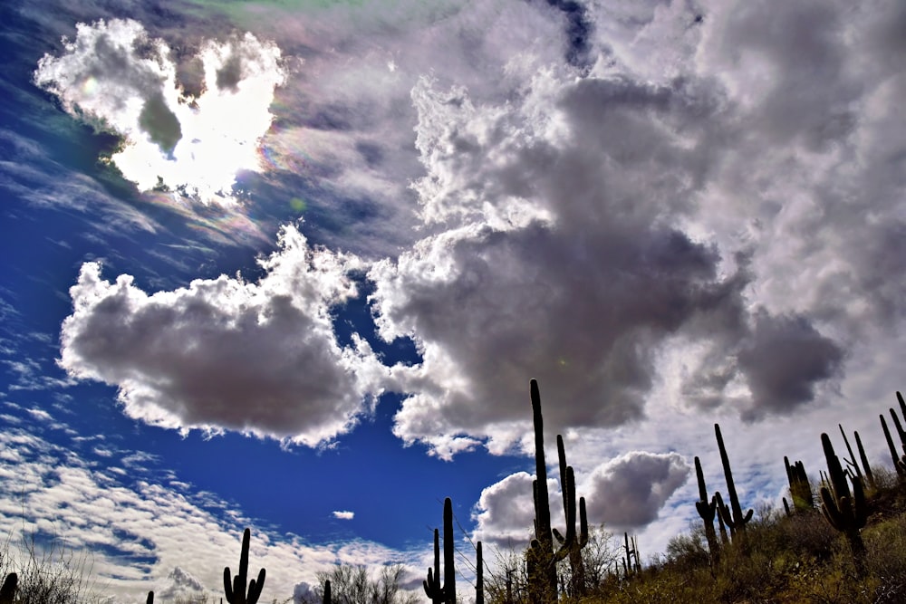 the sun is shining through the clouds over the cactus