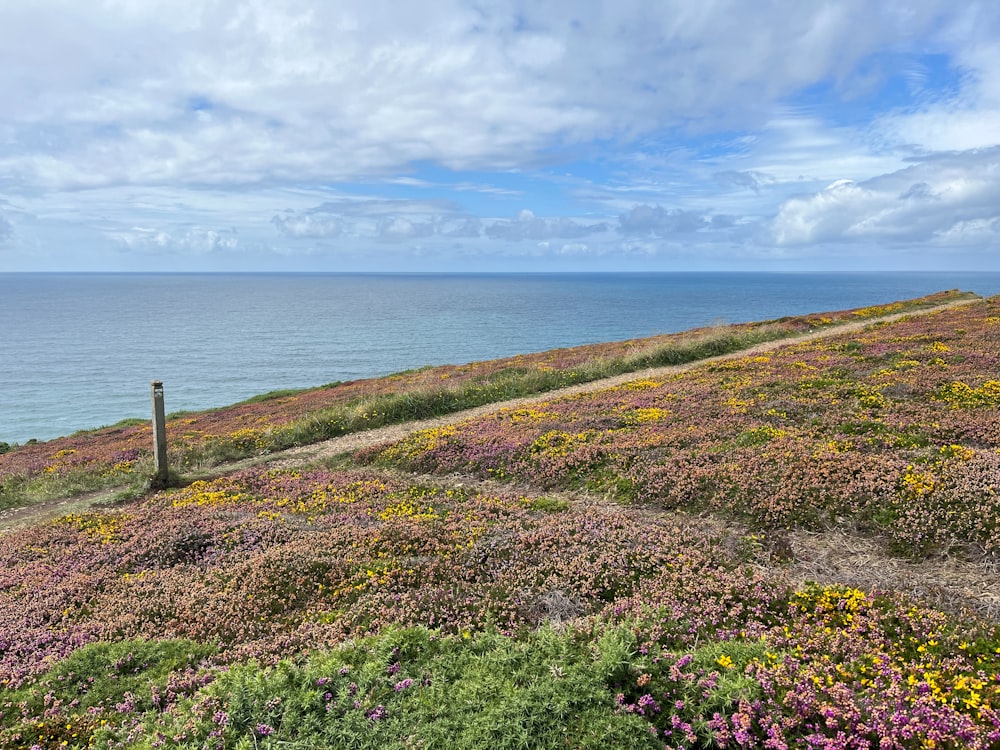 a field of wildflowers on a hill overlooking the ocean