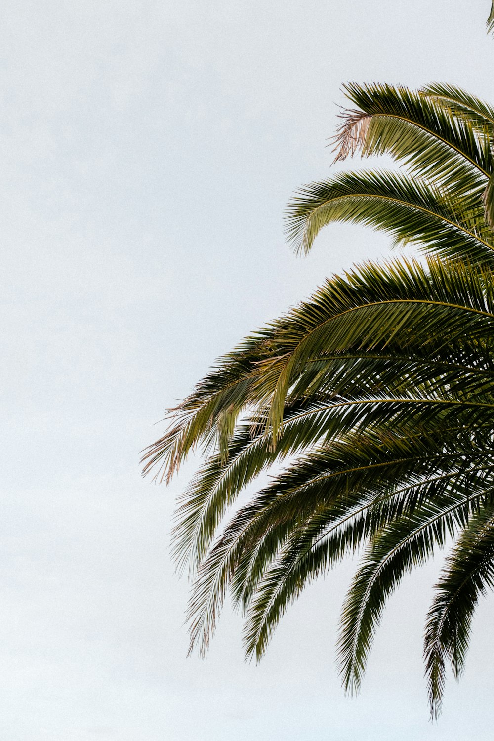 a palm tree with a plane in the background