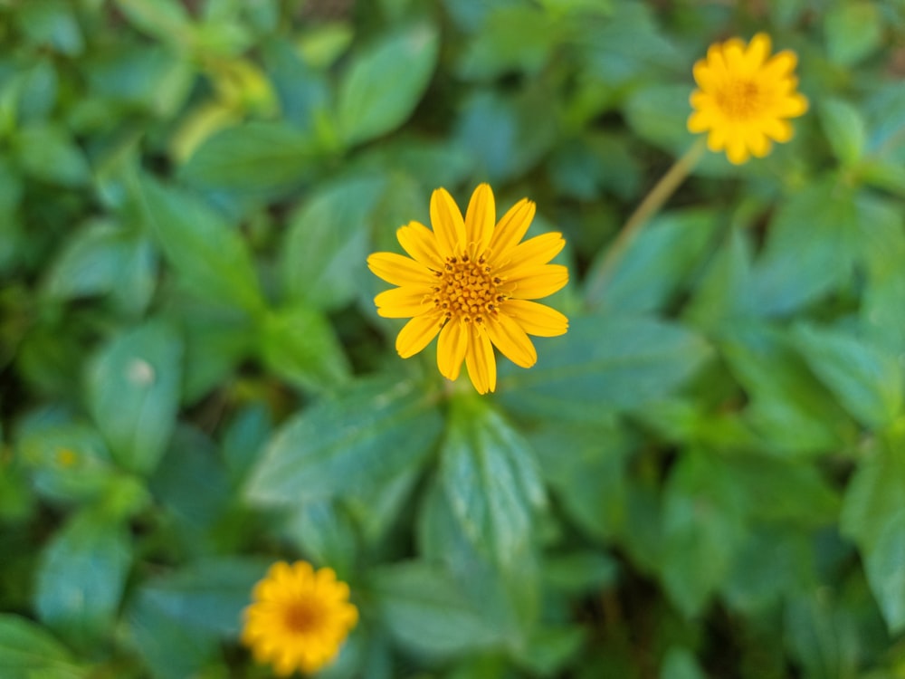 a close up of a yellow flower surrounded by green leaves
