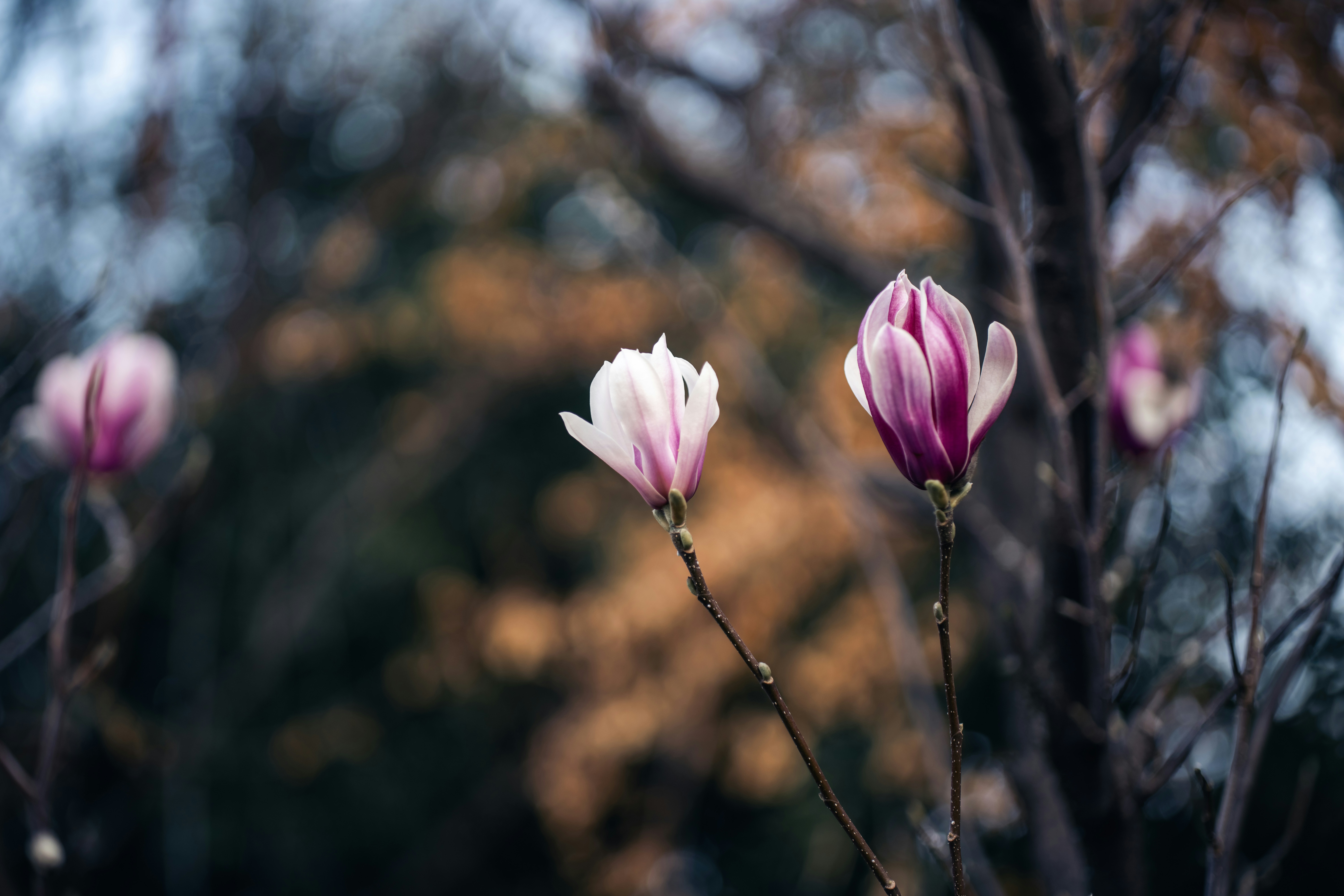 Photo by t4ngrui
