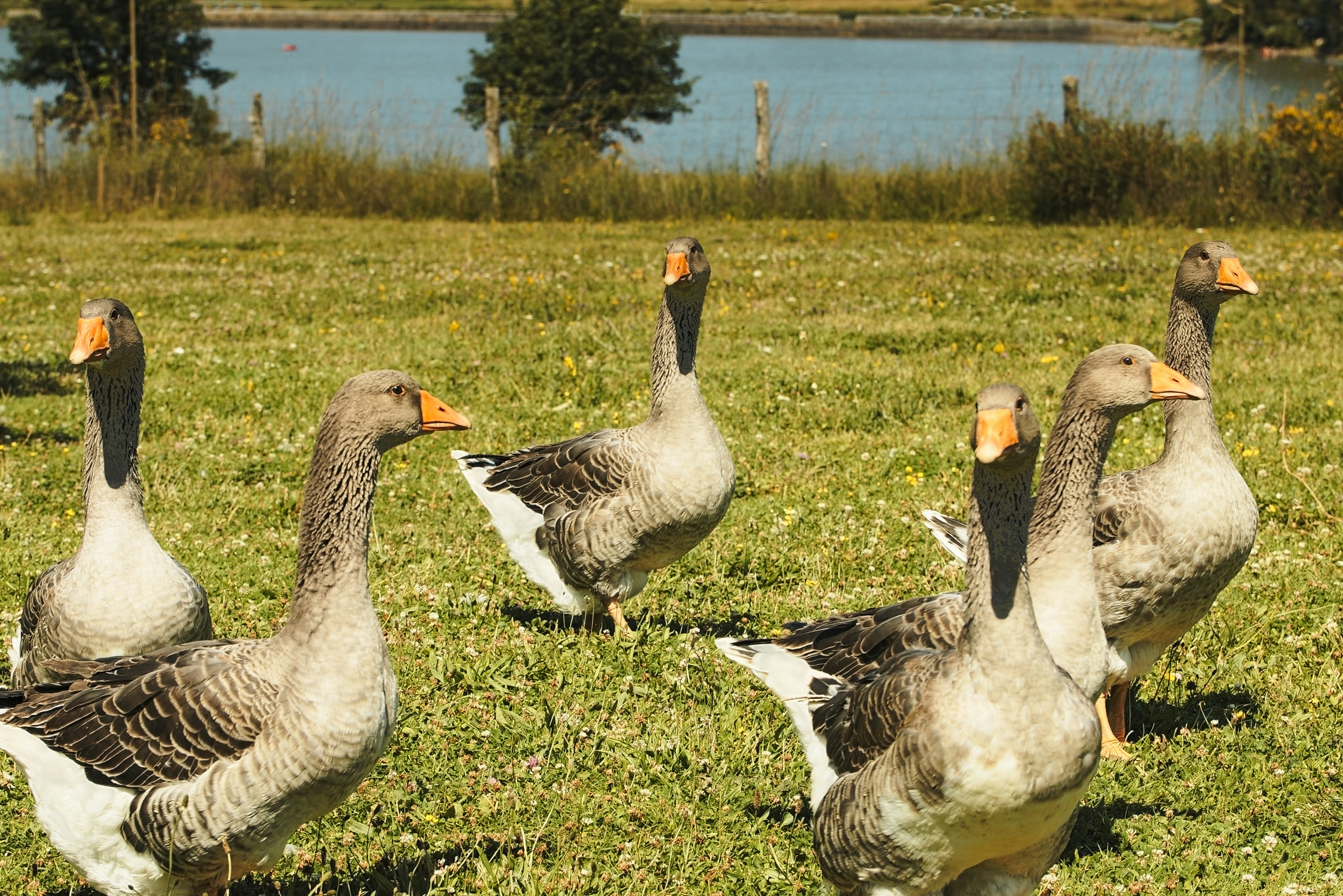 Gaggle of Geese