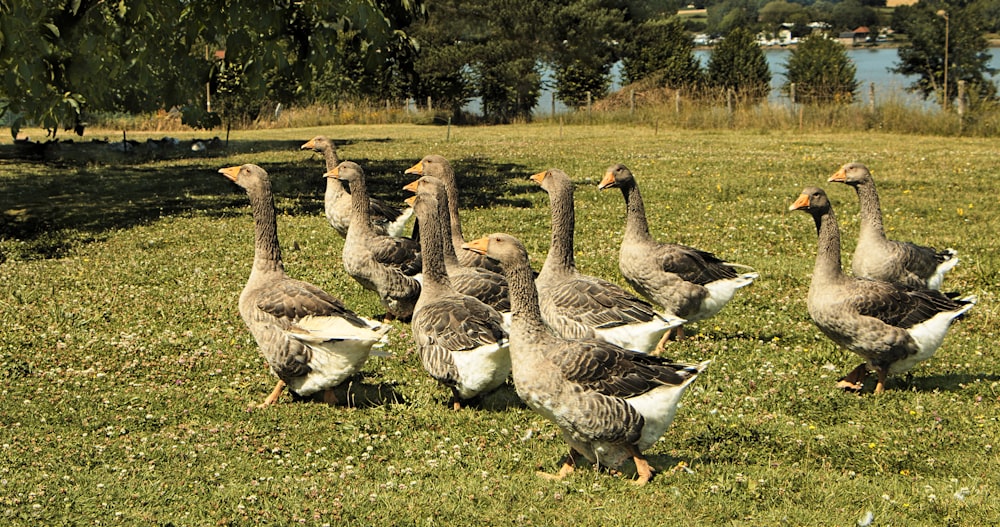 a flock of geese walking across a lush green field