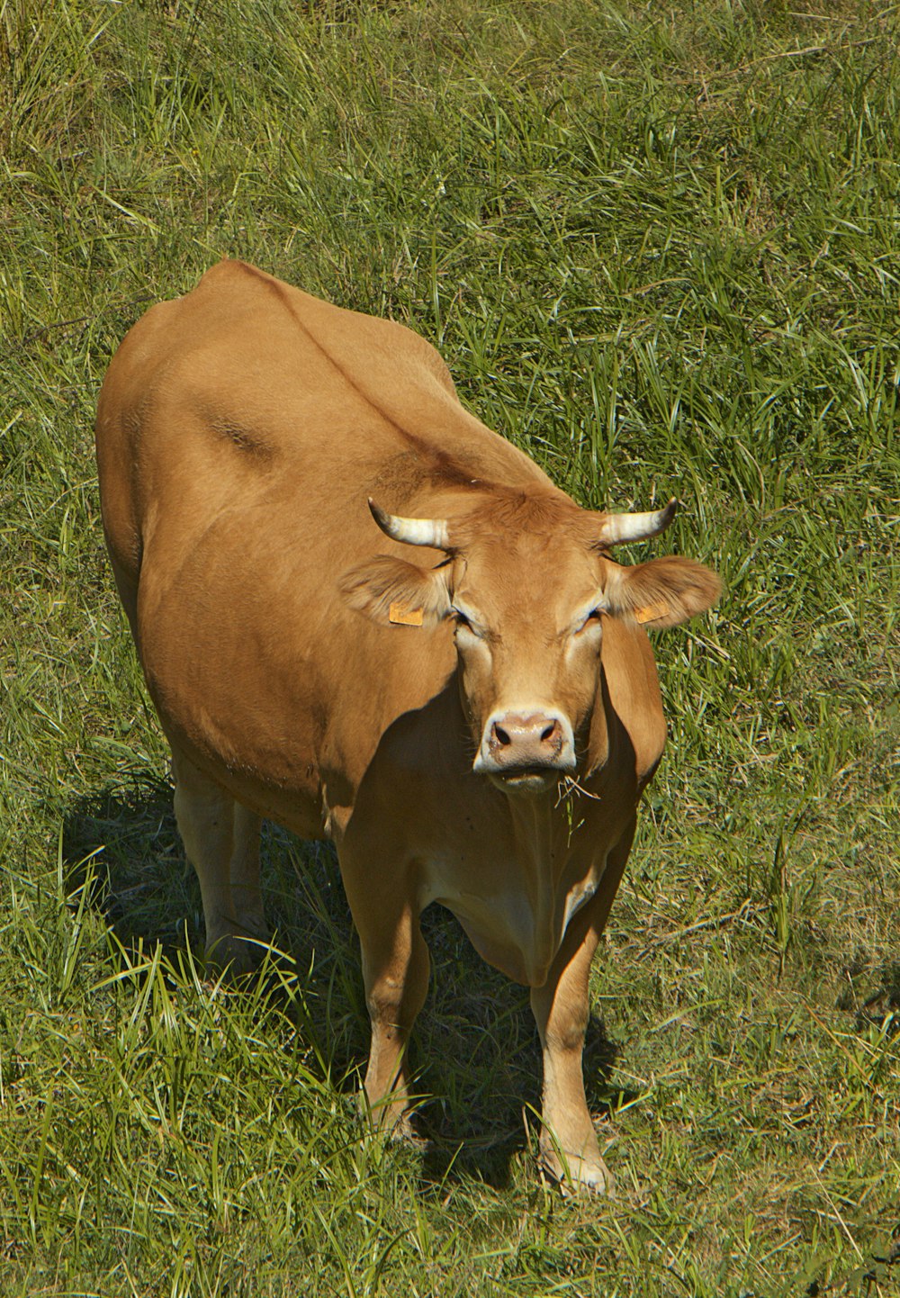 a brown cow standing on top of a lush green field