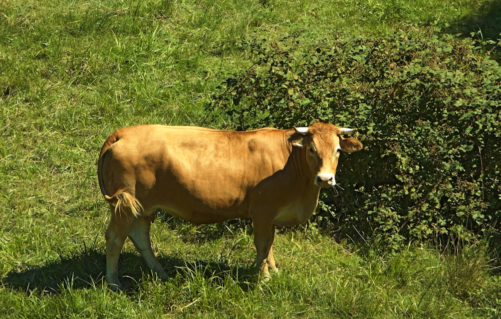 una vaca marrón de pie en la cima de un exuberante campo verde