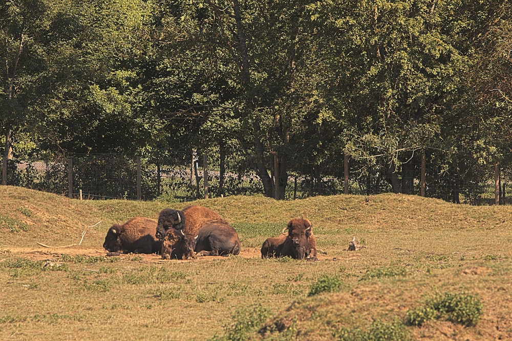 a herd of buffalo standing on top of a grass covered field