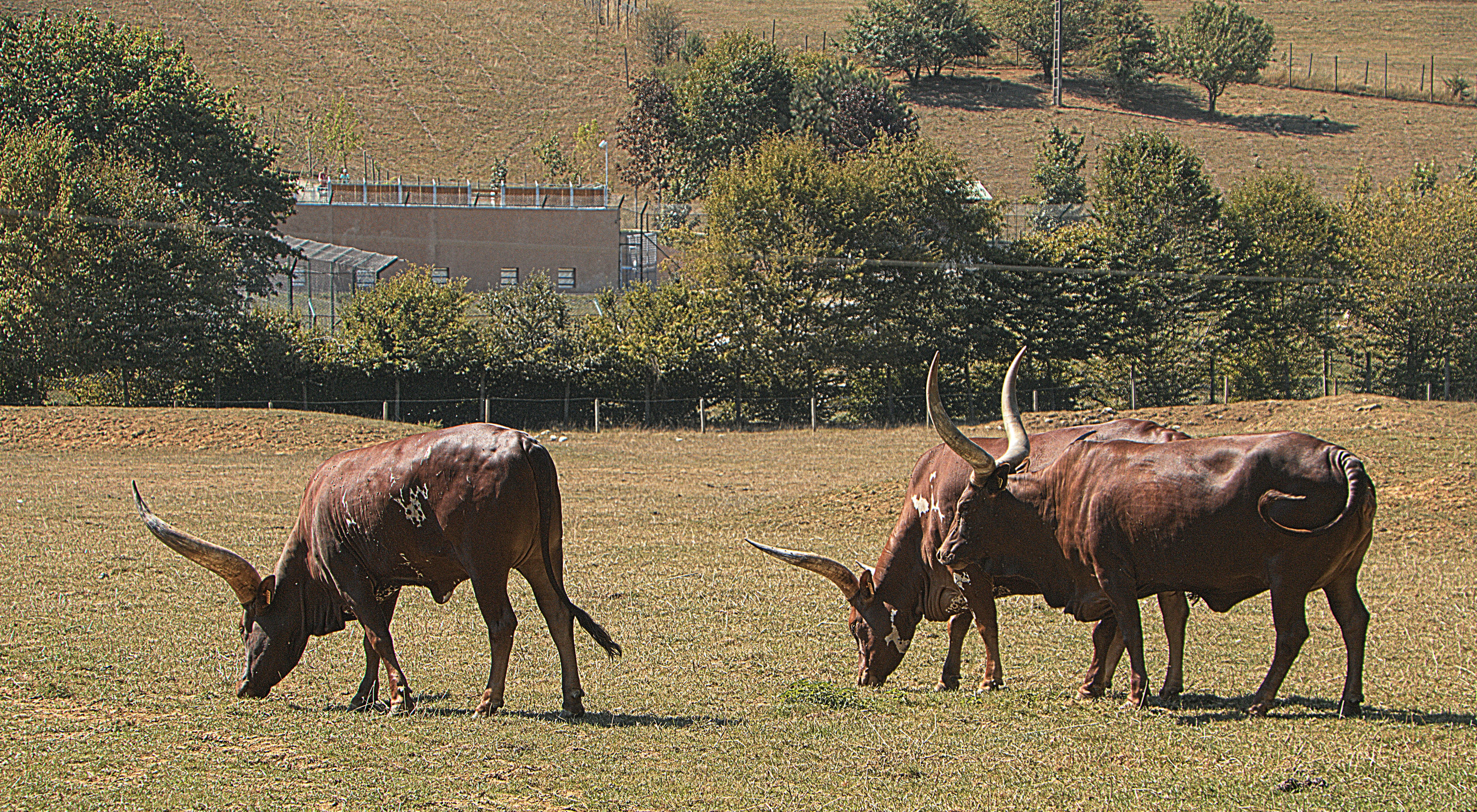 Longhorn Park