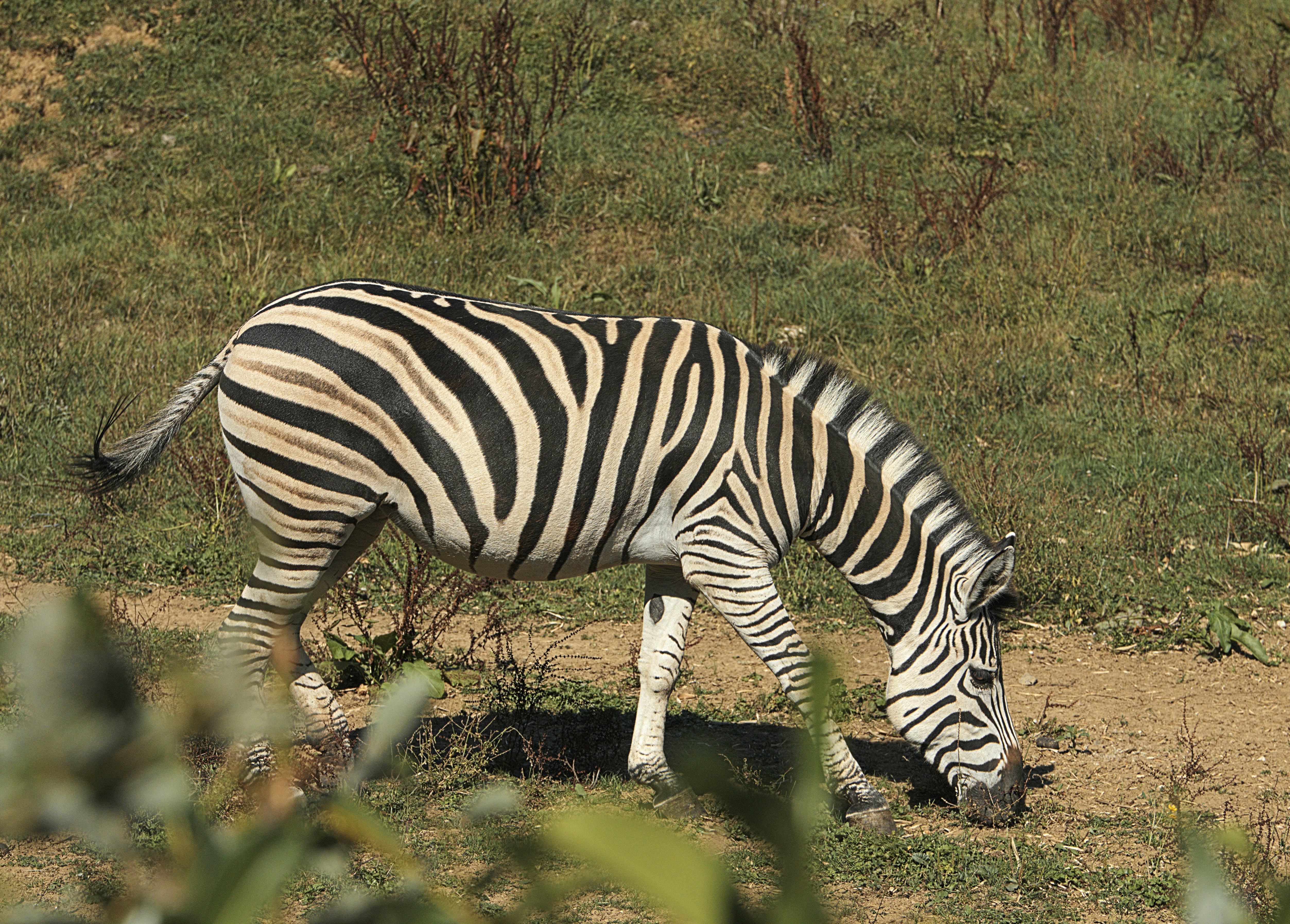 a zebra grazing on grass in a field