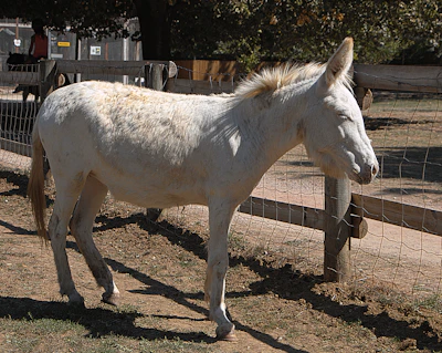a white horse standing next to a fence