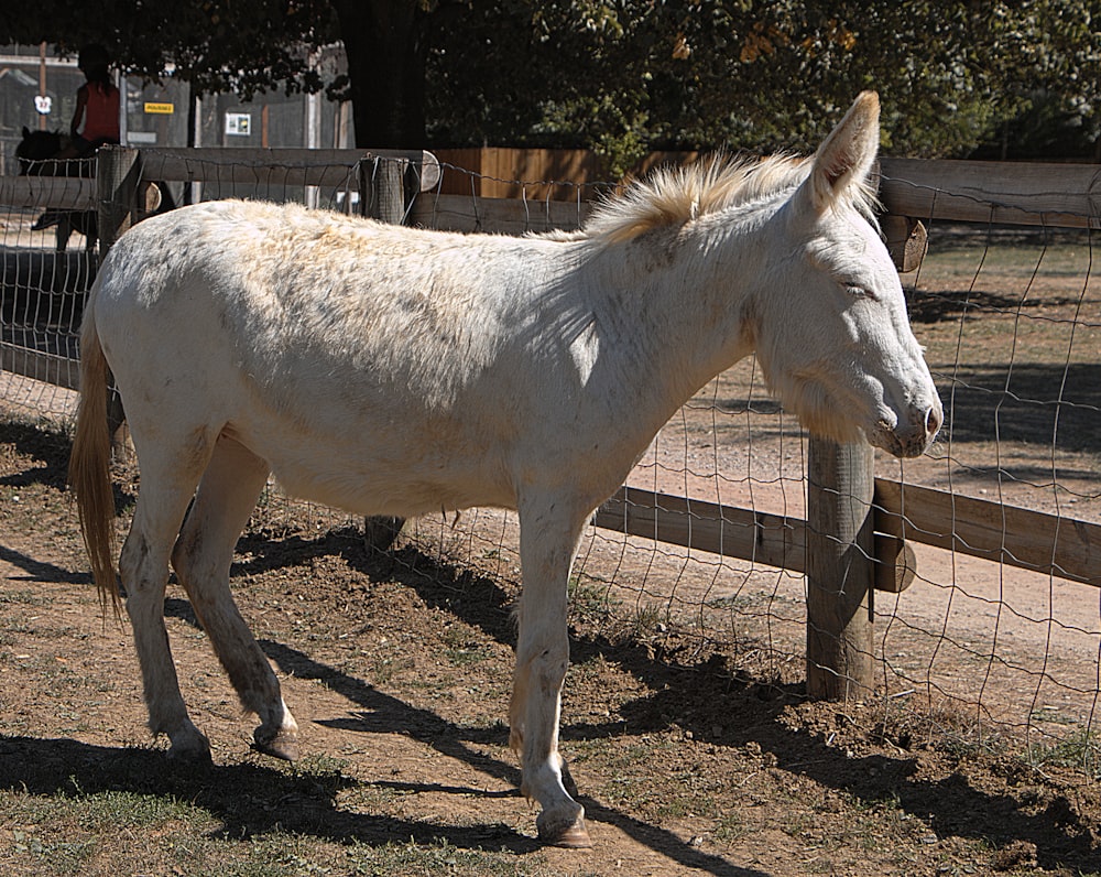 a white horse standing next to a fence