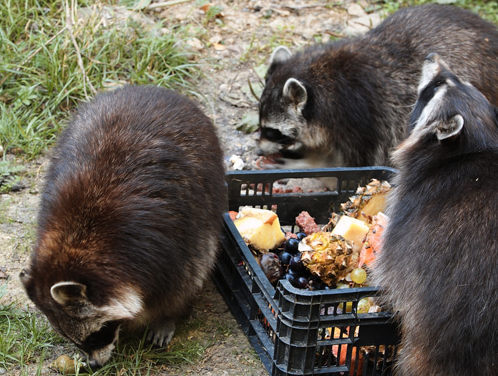 a couple of raccoons eating food out of a basket