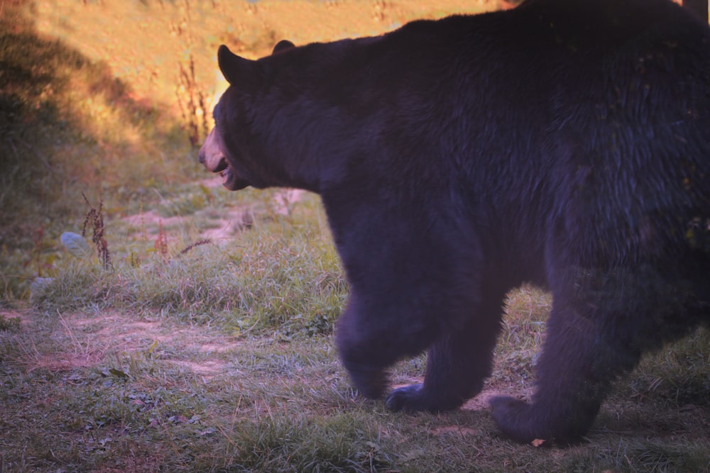 a large black bear walking across a grass covered field