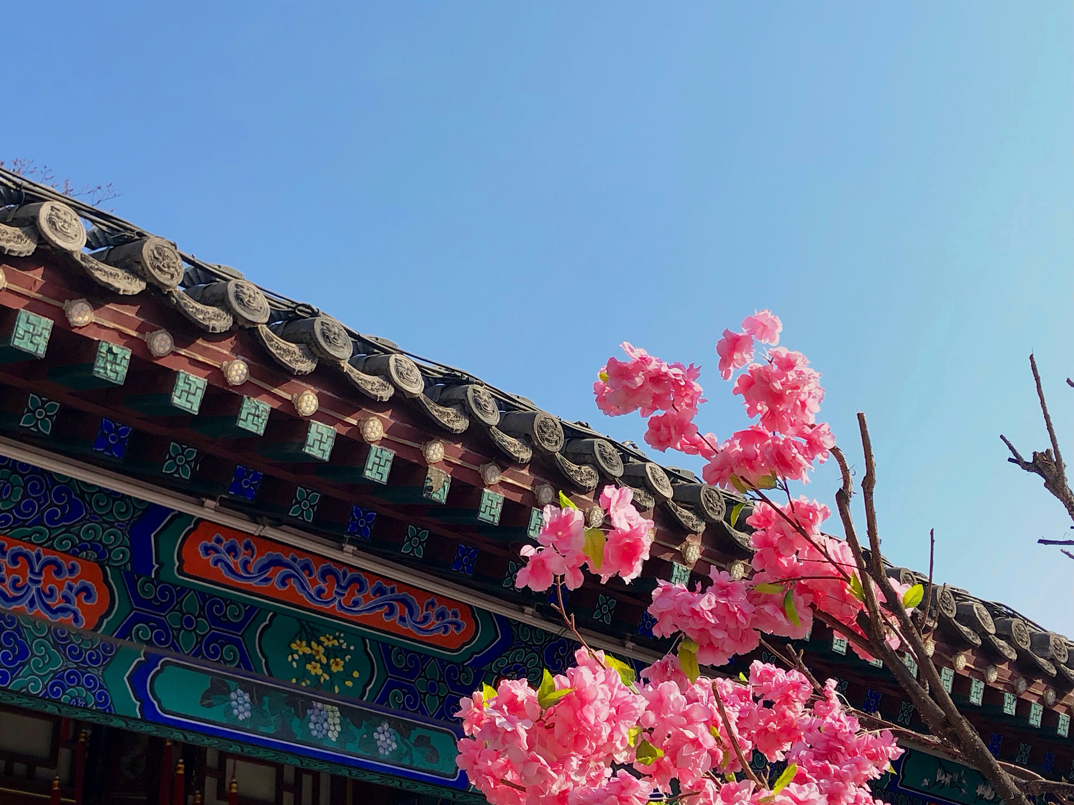 a tree with pink flowers in front of a building