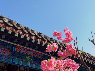 a tree with pink flowers in front of a building
