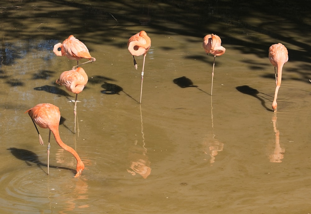 Un grupo de flamencos parados en un cuerpo de agua