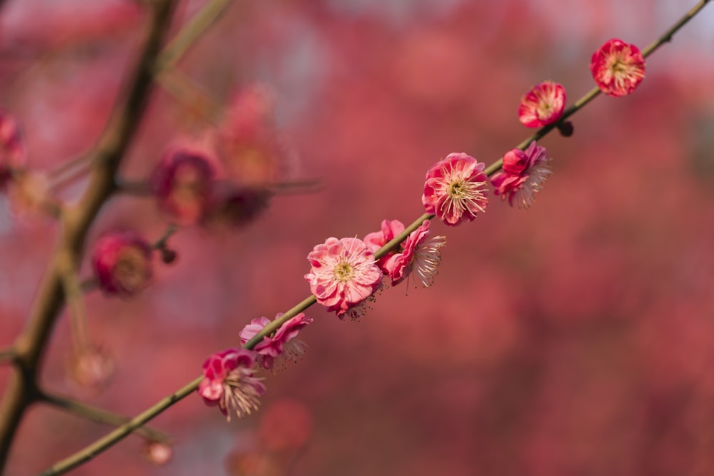 a branch with pink flowers in front of a blurry background