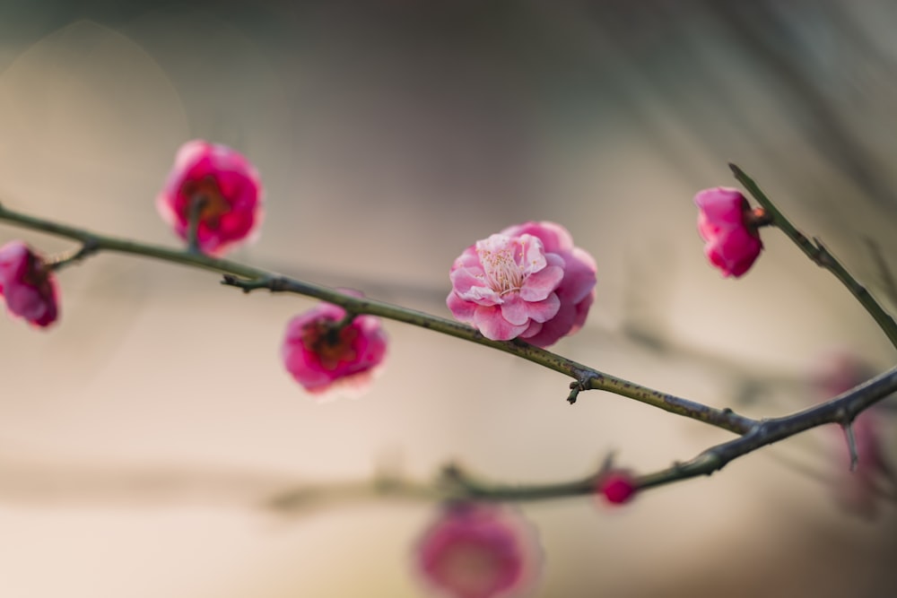 un ramo di un albero con fiori rosa