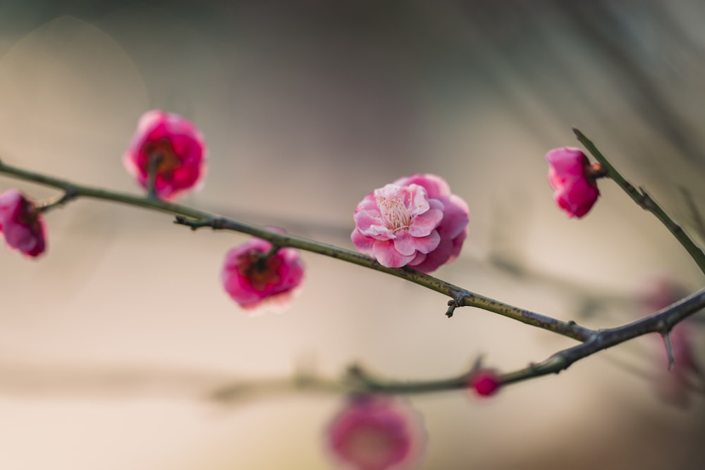 a branch of a tree with pink flowers