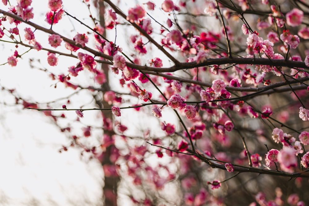 a close up of a tree with pink flowers