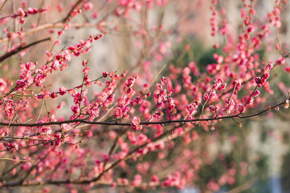 a close up of a tree with pink flowers