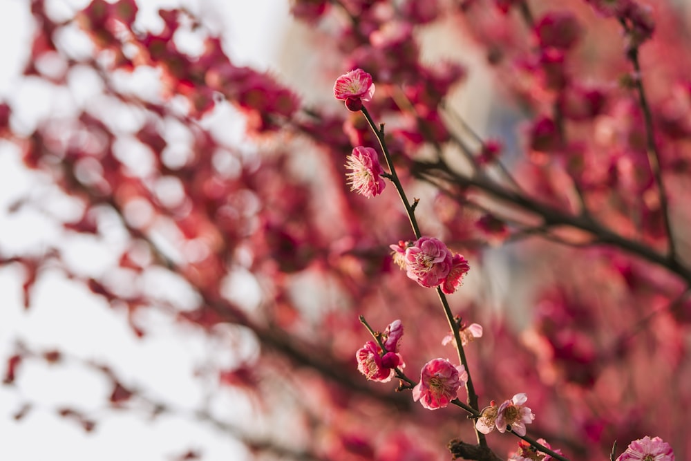 a branch with pink flowers in front of a building