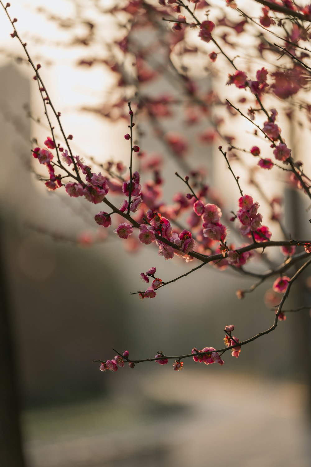 a branch of a tree with pink flowers