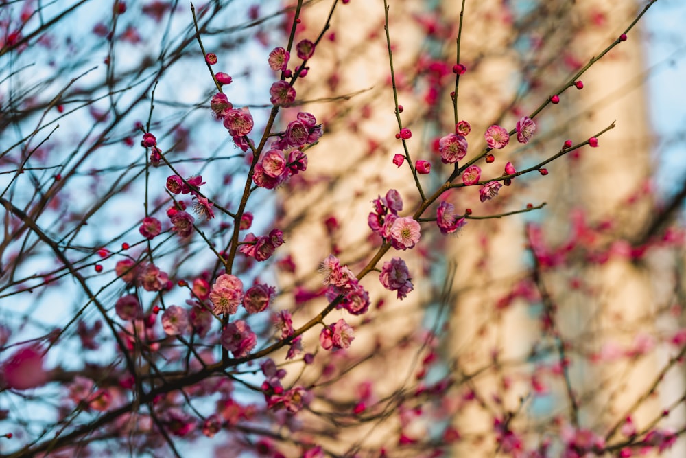 a tree with pink flowers in front of a tall building