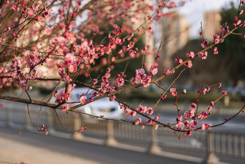 a tree with pink flowers in front of a street