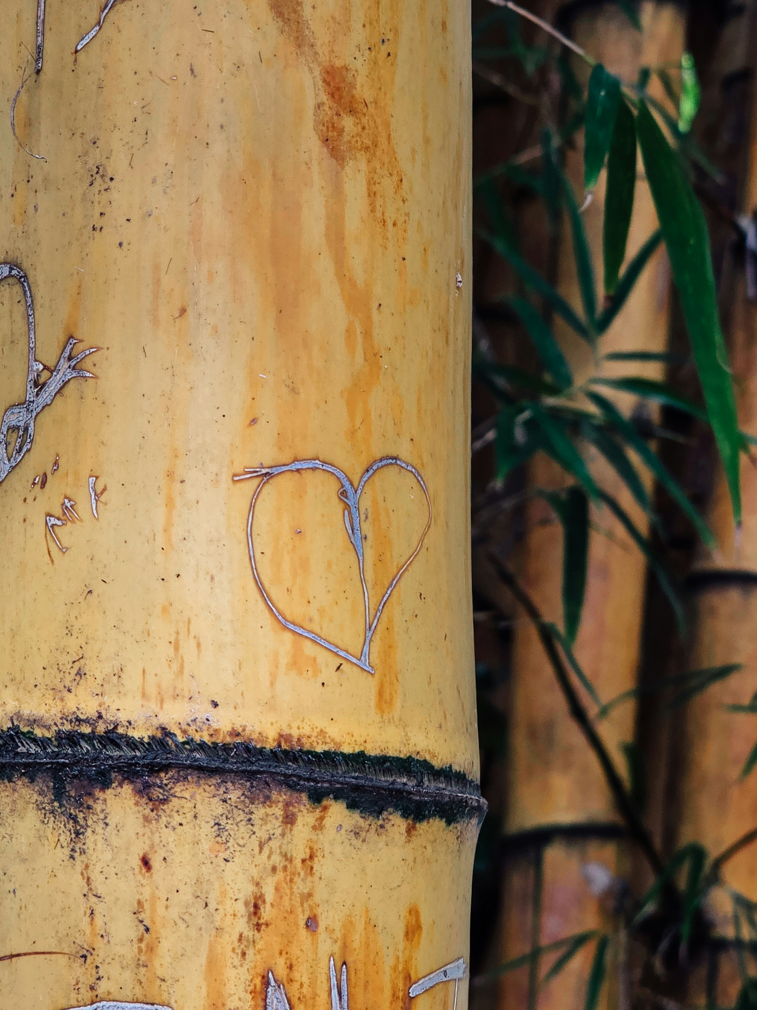 Photo by claitonconto