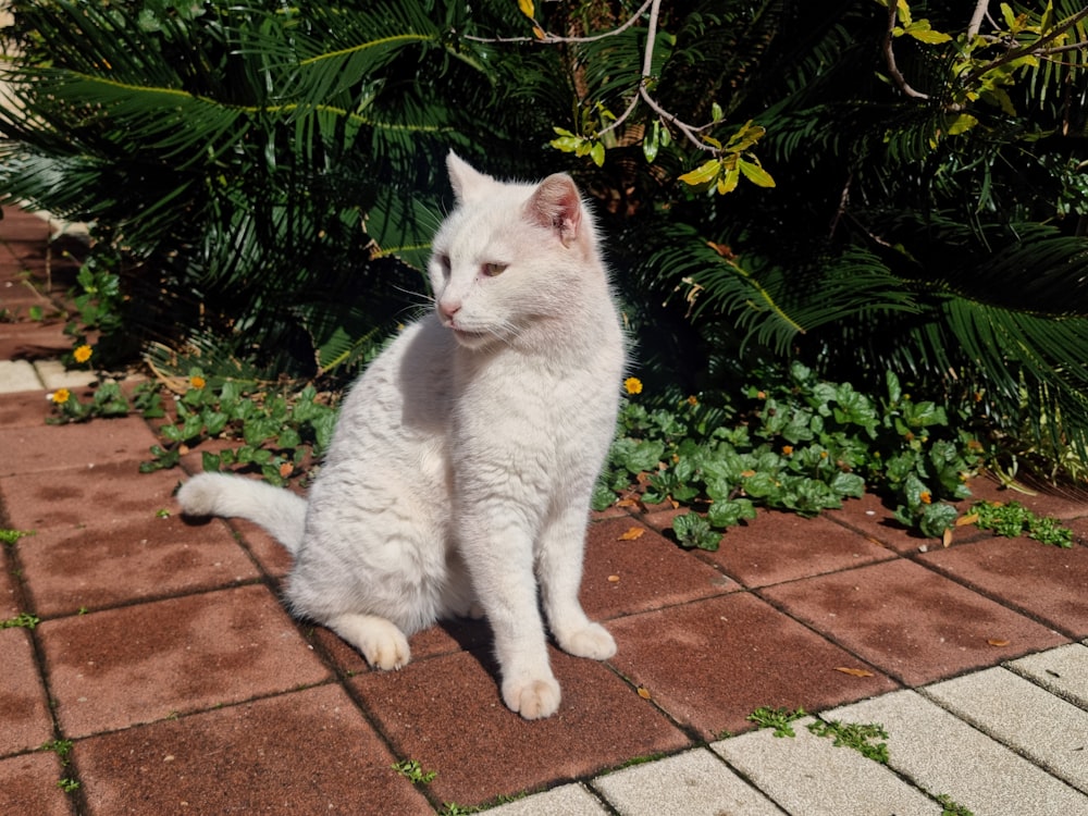 a white cat sitting on top of a brick walkway