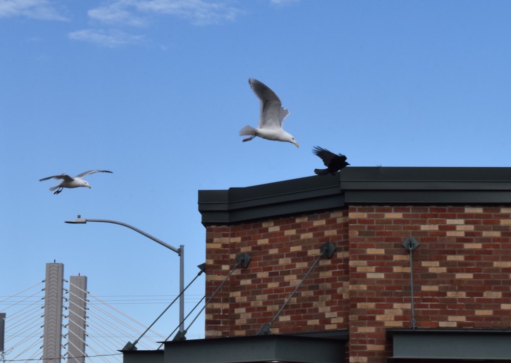 two seagulls are flying over a brick building