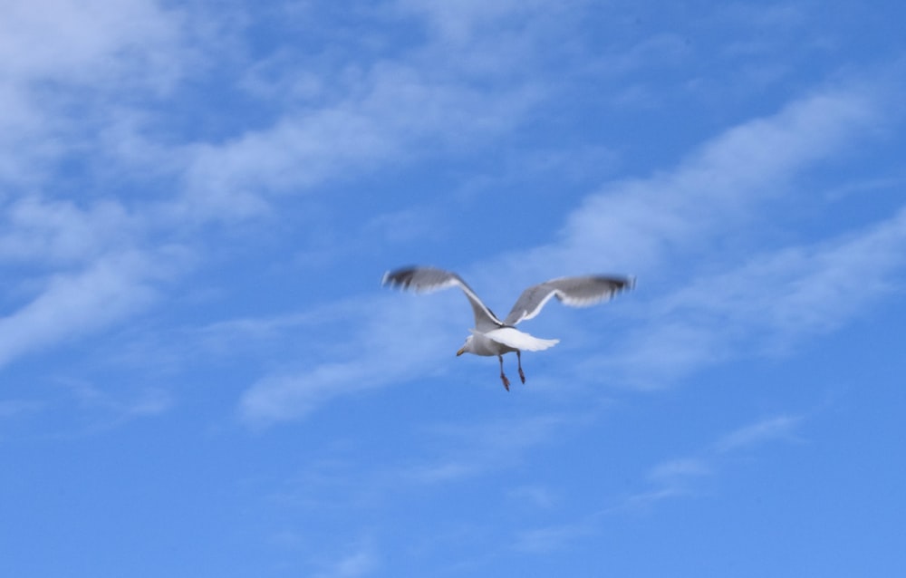 a seagull flying through a blue sky with clouds