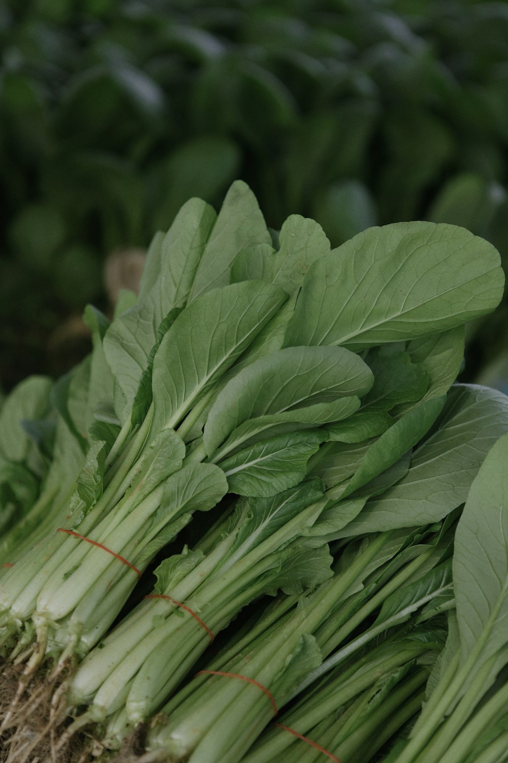 a pile of green leafy vegetables sitting on top of a table