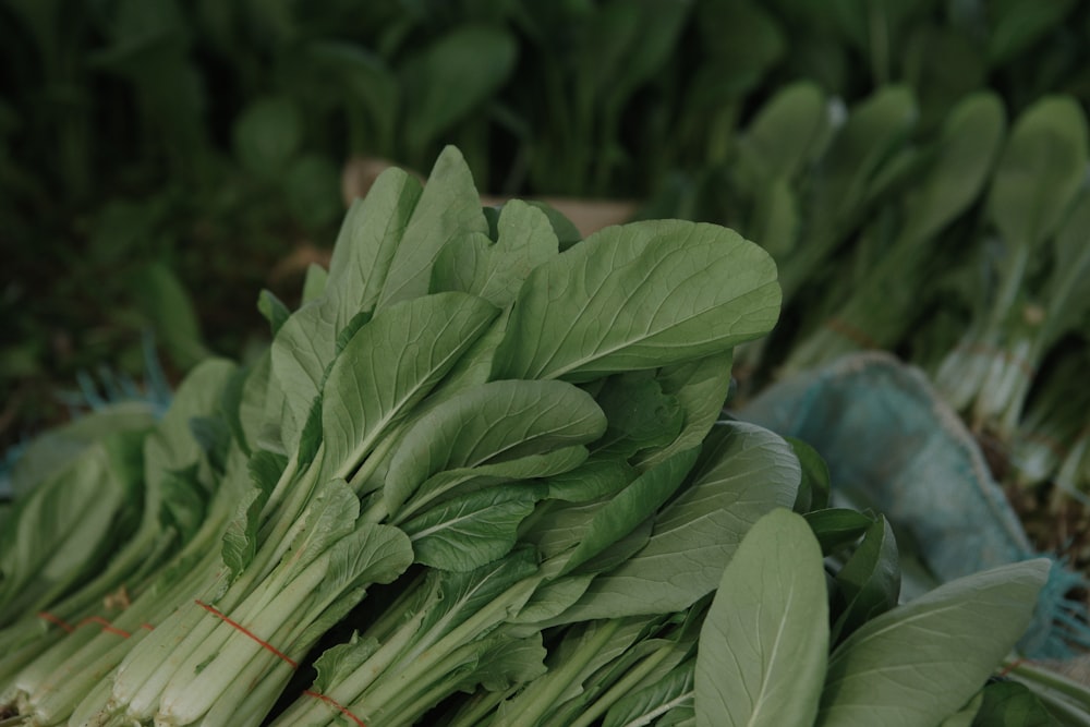 a pile of green leafy vegetables sitting on the ground