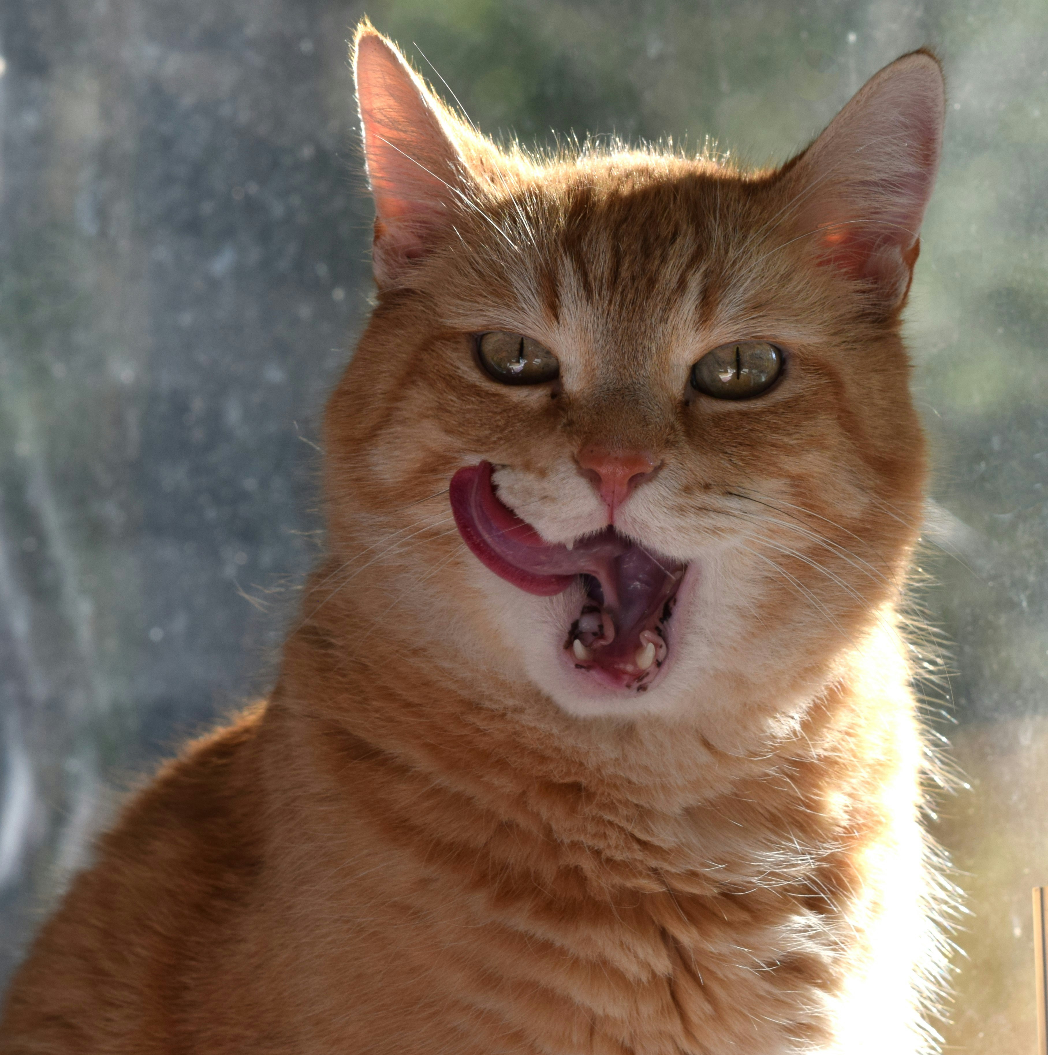 um close up de um gato com a boca aberta