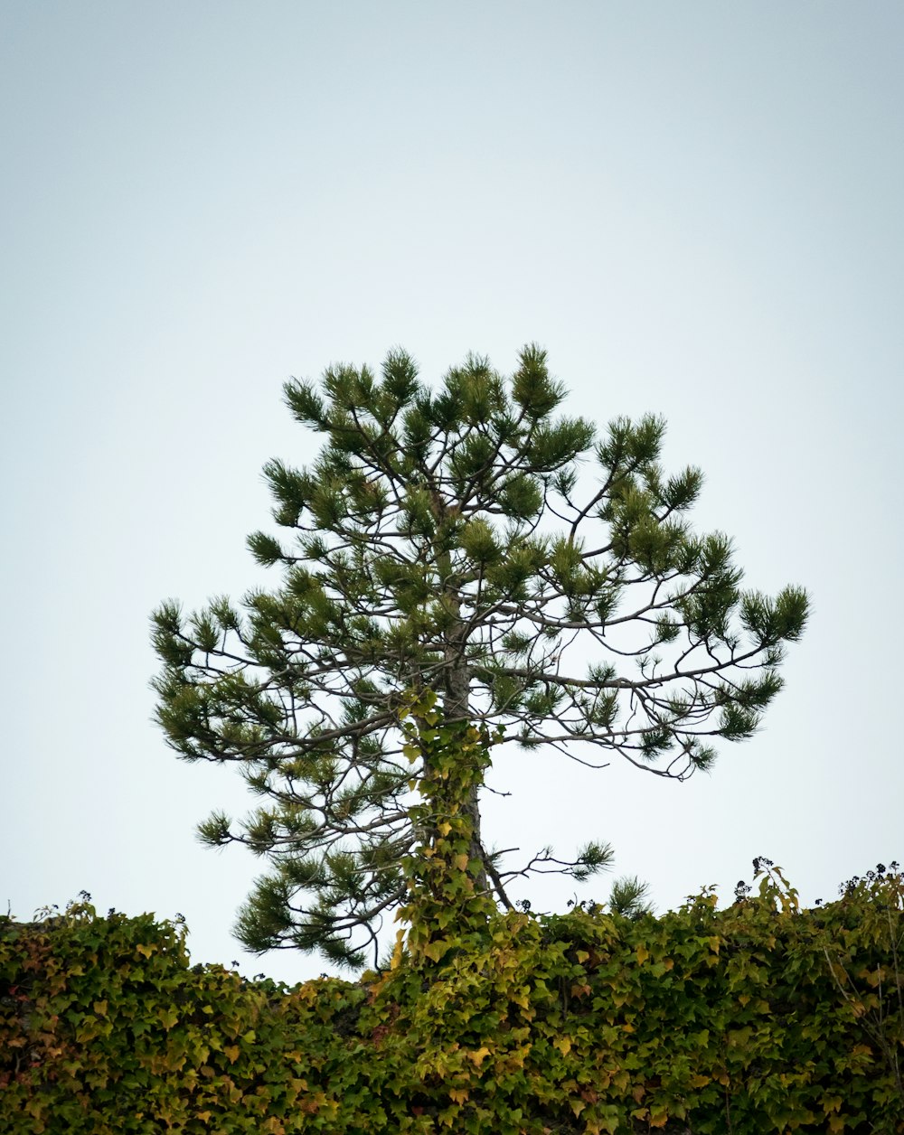 a tall pine tree sitting on top of a lush green hillside