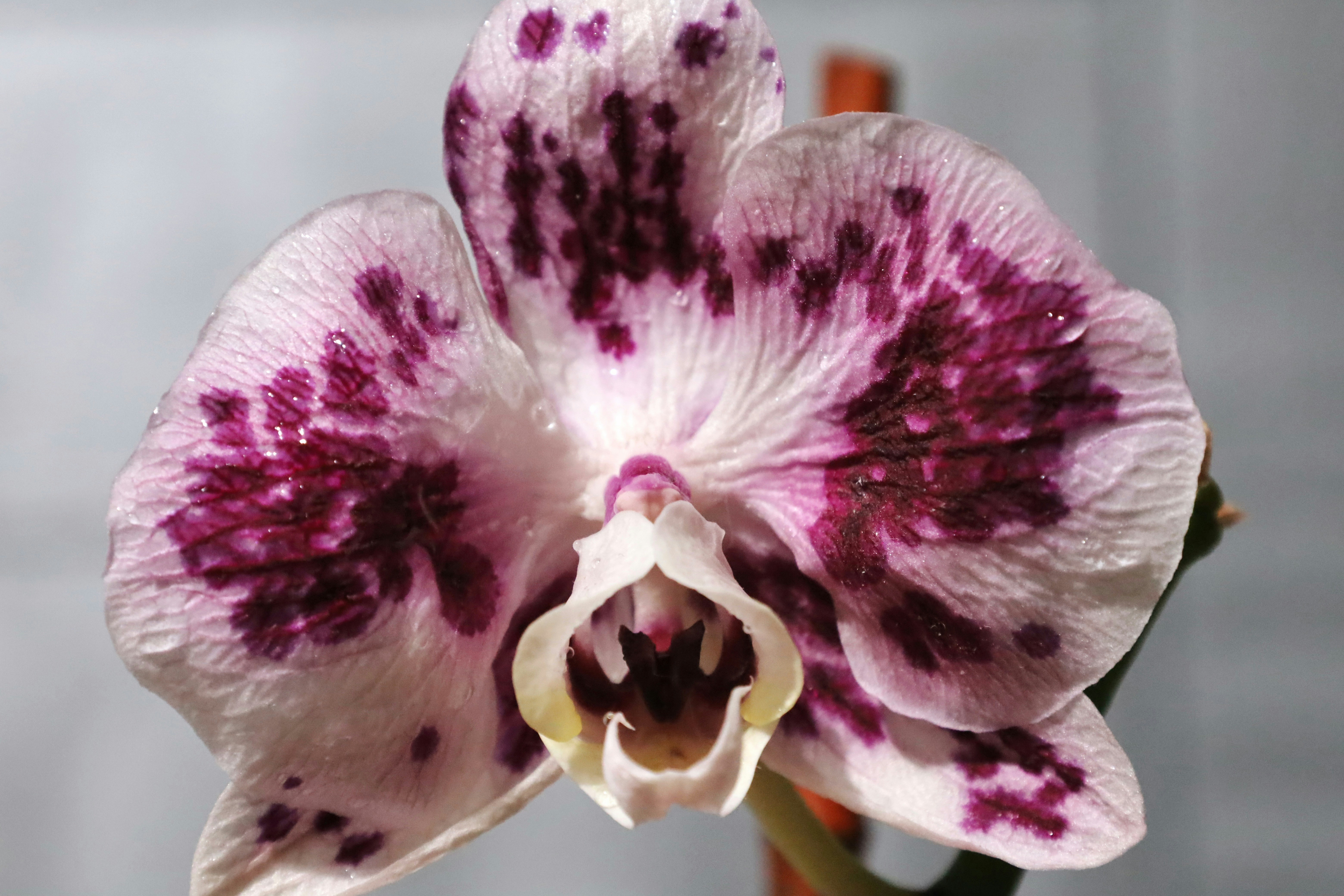 Photo by ananoelleeeee