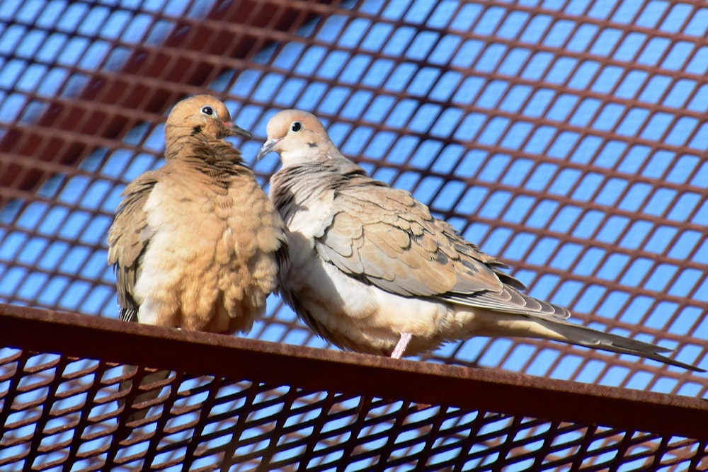 a couple of birds standing on top of a metal fence