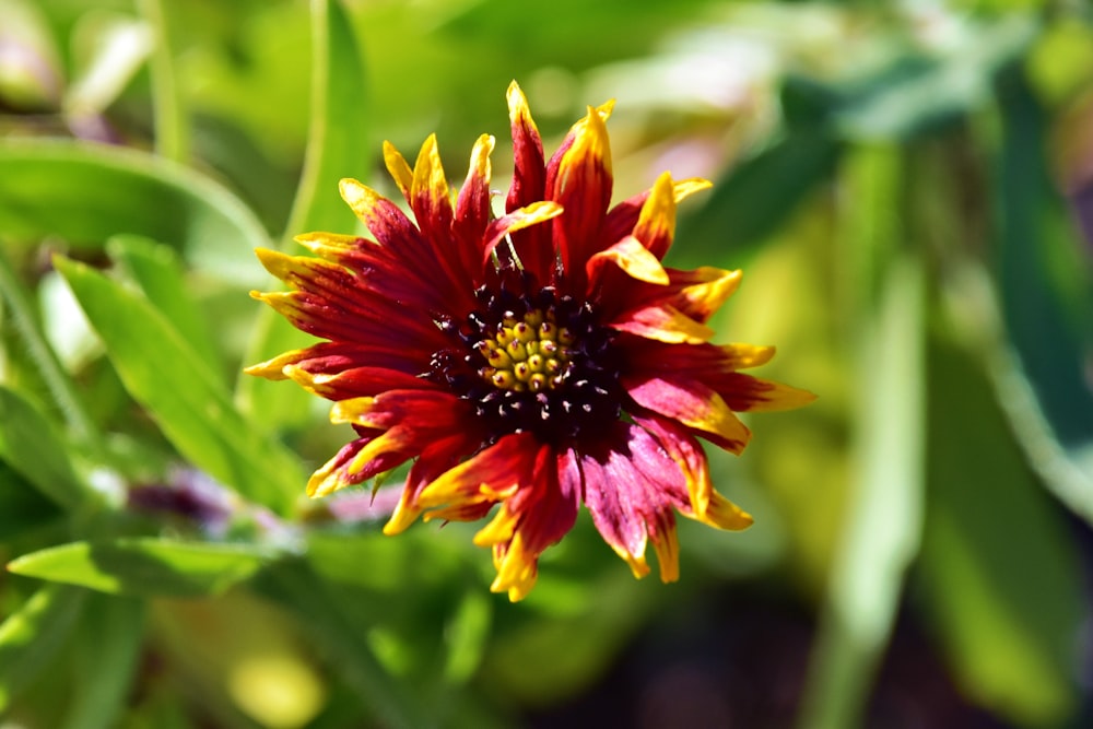 a red and yellow flower with green leaves in the background