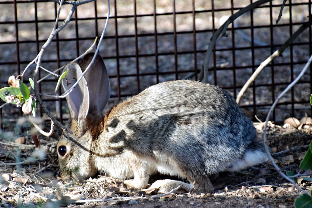 a rabbit sitting on the ground next to a fence