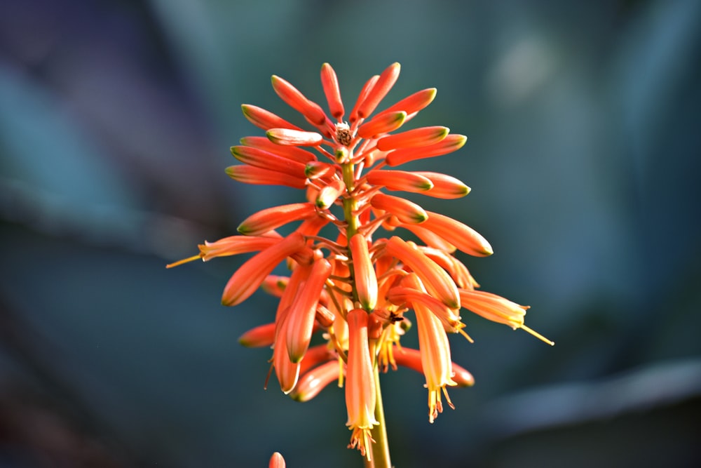 a close up of a flower with a blurry background