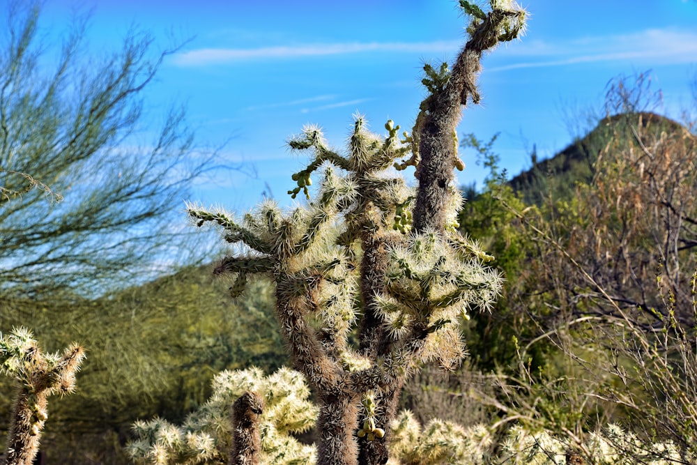 a group of cactus trees in the desert