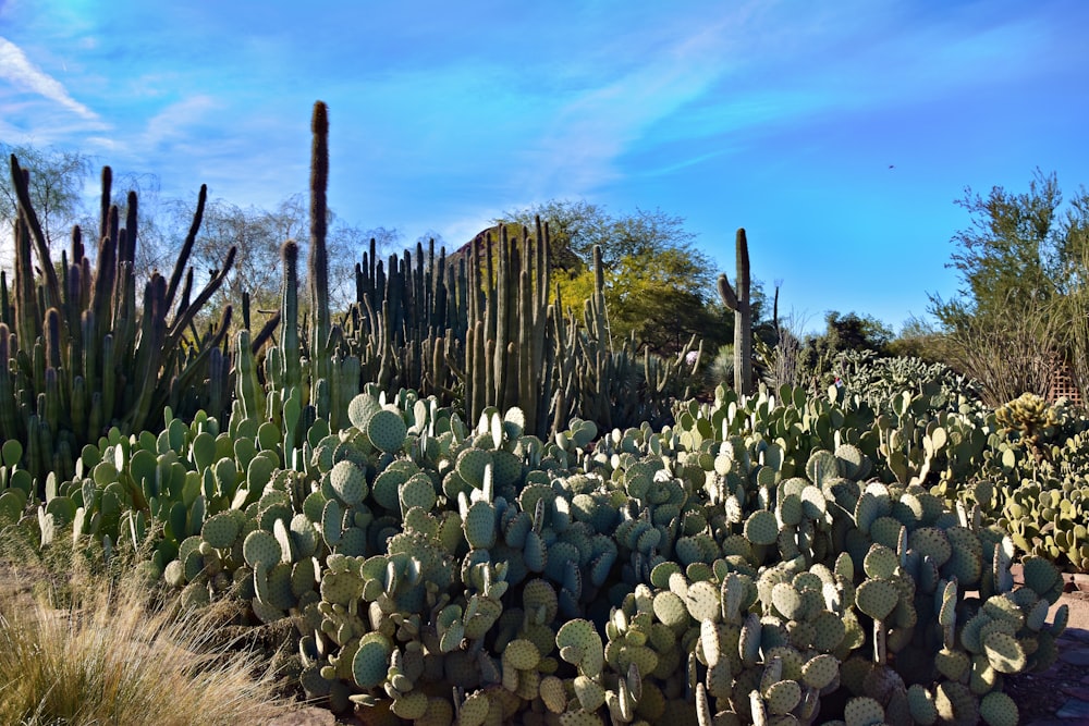 a large group of cactus plants in a field