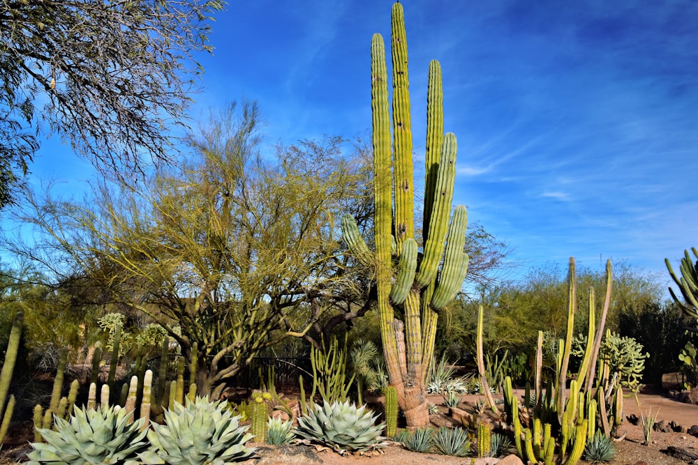 Um jardim de cactos com muitos tipos diferentes de cactos