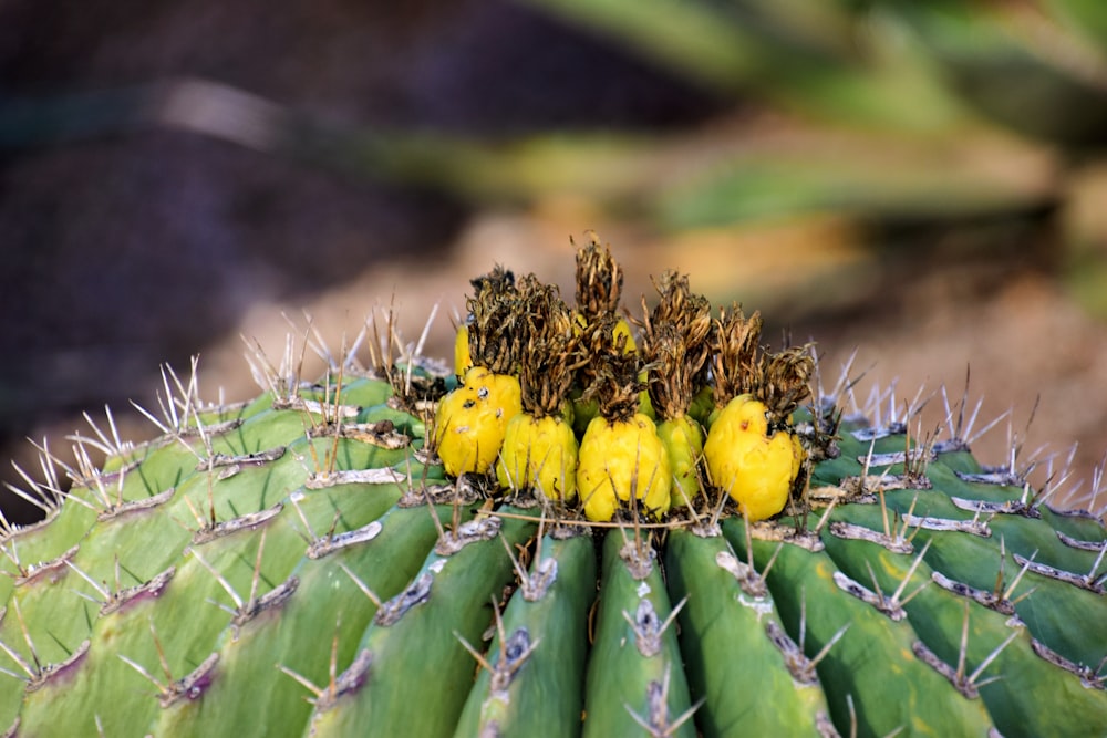 un primo piano di un cactus con un mazzo di frutta su di esso