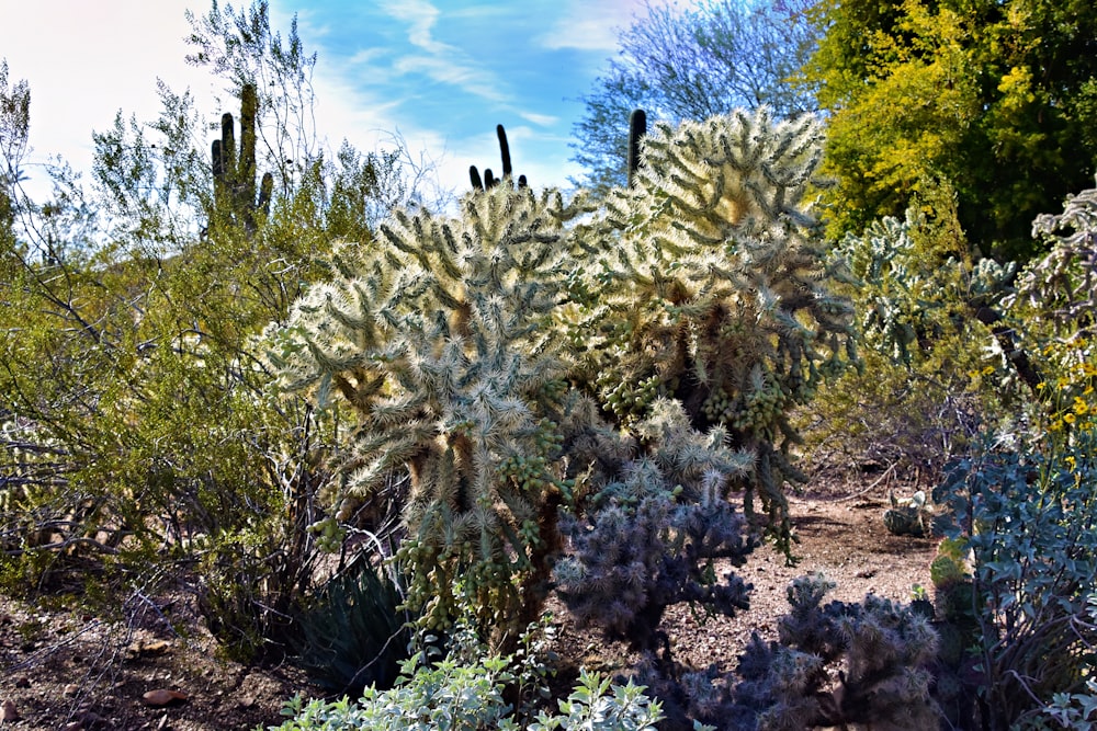 a group of cactus plants in a desert area