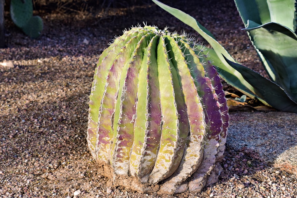a green and purple cactus sitting on top of a sandy ground