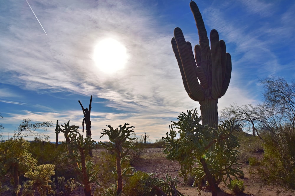 um grande cacto no meio de um deserto